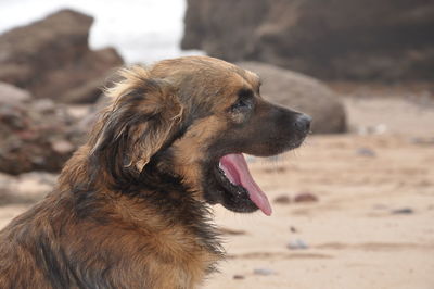 Close-up of dog on sand