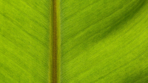 Full frame shot of green leaf