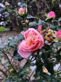 Close-up of pink rose