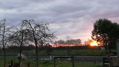 Bare trees on field against sky during sunset