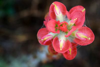 Close-up of pink flowers blooming outdoors