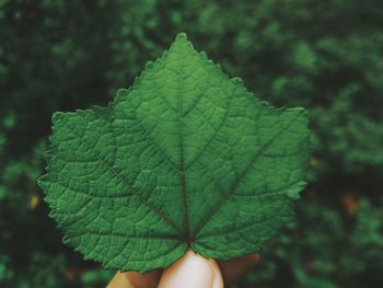 Close-up of hand on leaf