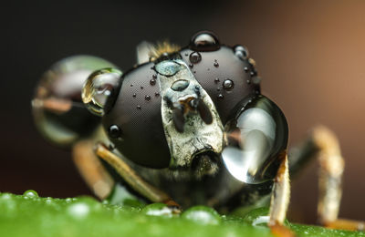 Close-up of fly with water droplets