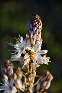 Close-up of bee on plant