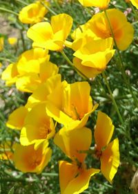 Close-up of yellow flowers