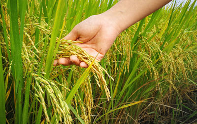 Close-up of hand holding wheat growing on field