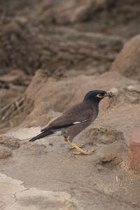 High angle view of bird perching on a land