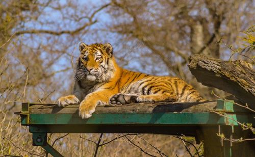 Cat on tree