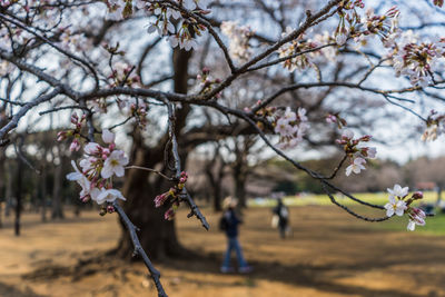 Close-up of cherry blossoms