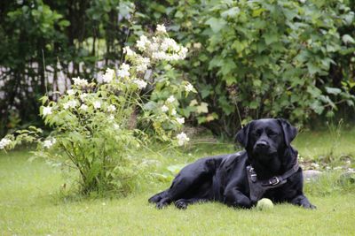 Dog sitting on grass