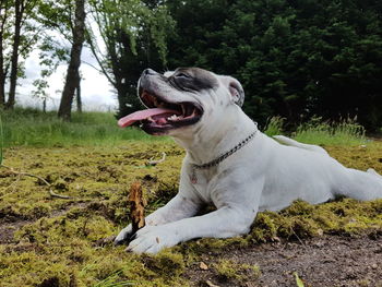 Dog relaxing on moss covered field