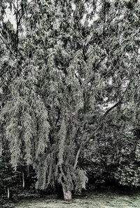 View of trees in forest