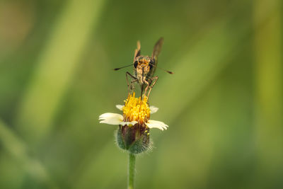 Close-up of insect on flower