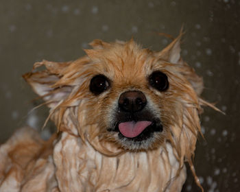 Close-up portrait of dog