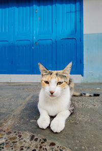 Multi-coloured stray cat in the streets of morocco