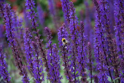 Close up of purple flowers