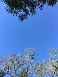 Low angle view of flower tree against clear blue sky