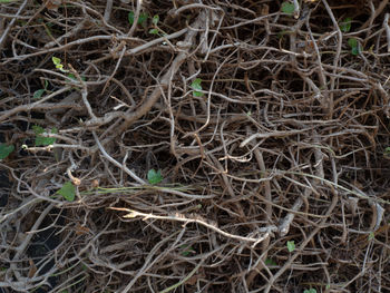 Full frame shot of tree roots on field