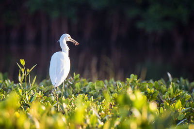 Bird perching on a field