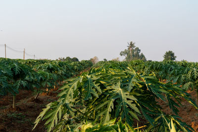 Plants growing on field against clear sky