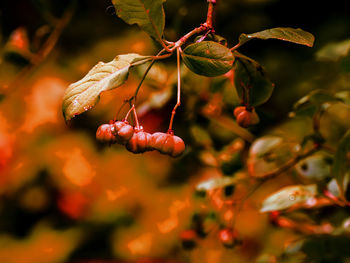 Close-up of red berries growing on tree