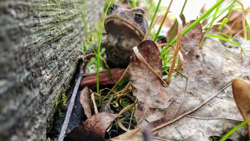 Close-up of lizard on tree trunk