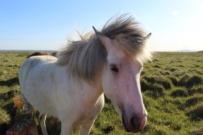 Close-up of a horse on field