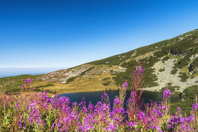 Purple flowering plants on land against blue sky