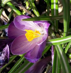 Close-up of purple flower blooming outdoors