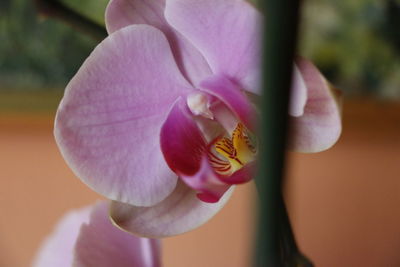 Close-up of pink flower