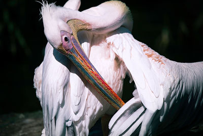 Close-up of birds