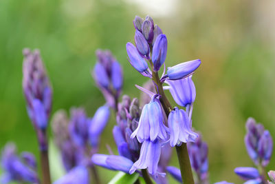 Close-up of purple flowering plant in field