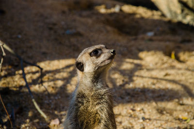 High angle view of meerkat on field