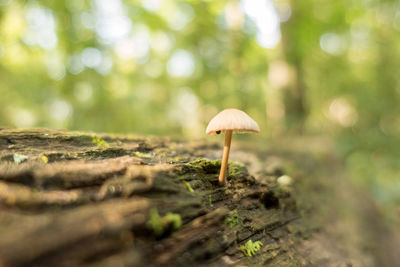 Close-up of mushroom growing in forest