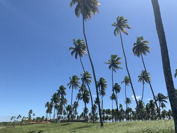 Low angle view of coconut palm trees against clear blue sky