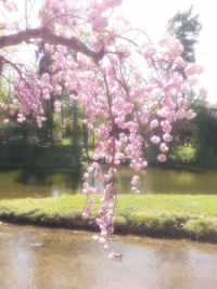 Pink flowers in park