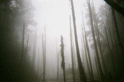 Trees in forest against sky