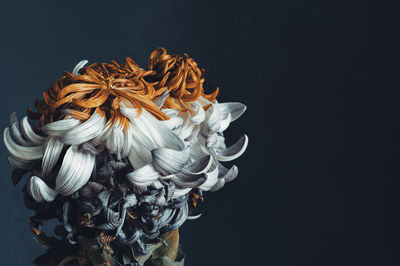 Close-up of wilted flower against black background