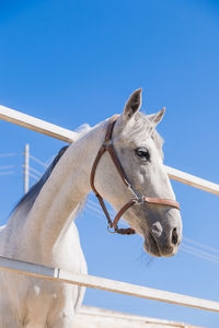 White horse on blue sky background. beautiful domestic animal in sunny day.