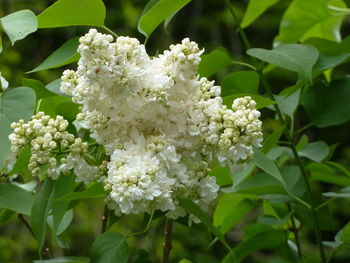 Close-up of white flowers blooming outdoors