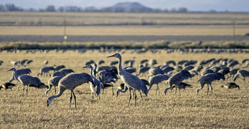 Flock of birds on field