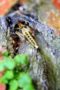 Close-up of spider