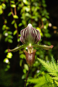 Close-up of snail on plant