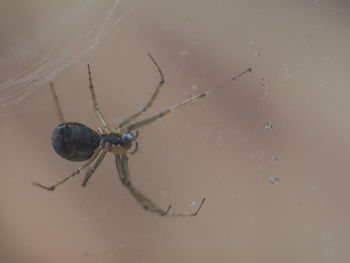Close-up of spider