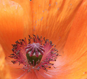 Close-up of orange flowering plant