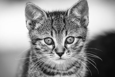 Close-up portrait of a cat