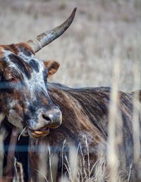 Close-up of horse on field