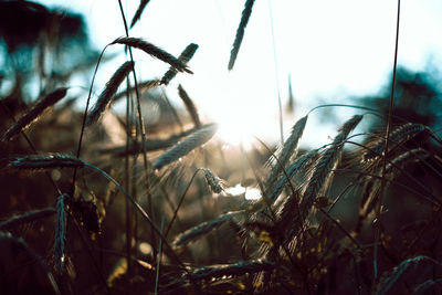 Close-up of plants growing on field during winter
