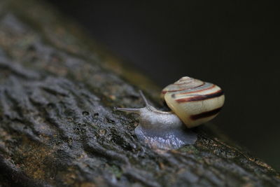 Close-up of snail on rock