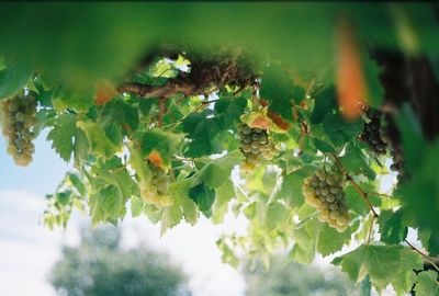 Close-up of leaves